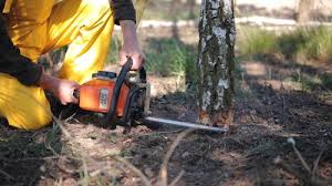 Trusted George West, TX Tree Care Experts