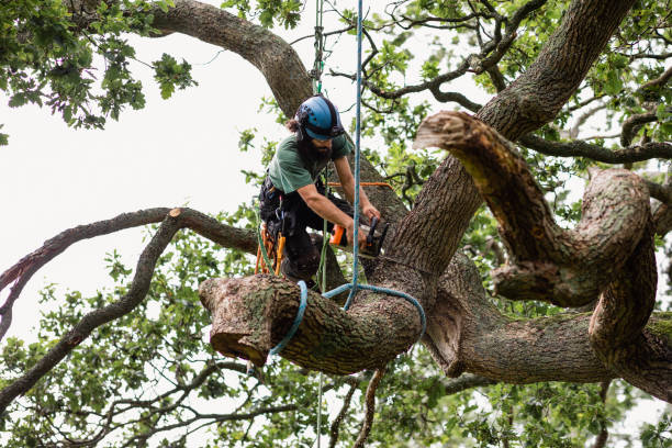 How Our Tree Care Process Works  in  George West, TX