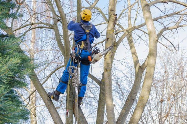 Best Firewood Processing and Delivery  in George West, TX
